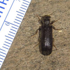 Melalgus plicatus