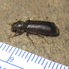 Melalgus plicatus