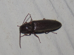 Megapenthes insignis