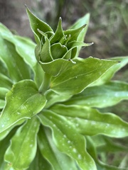 Lilium humboldtii humboldtii