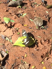 Pseudacraea eurytus imitator