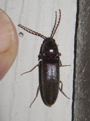 Megapenthes insignis