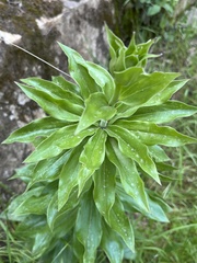 Lilium humboldtii humboldtii
