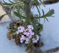Centranthus calcitrapae