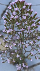 Centranthus calcitrapae
