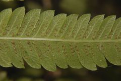 Pelazoneuron puberulum