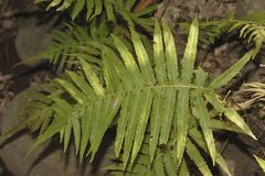 Pelazoneuron puberulum