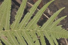 Pelazoneuron puberulum