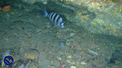 Diplodus hottentotus