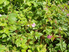 Geranium robertianum