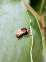 Microdon