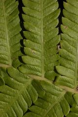 Pelazoneuron puberulum