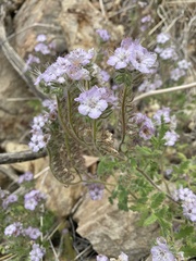 Phacelia cicutaria hispida