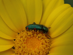 Trichodes quadriguttatus