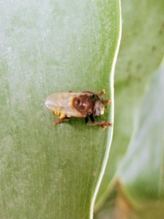 Microdon