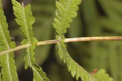 Pelazoneuron puberulum