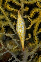 Calcarovula longirostrata