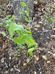 Mertensia virginica