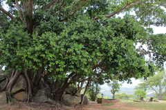 Acokanthera rotundata