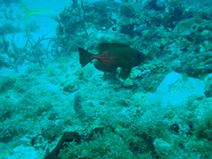 Priacanthus arenatus