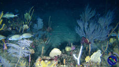 Pomadasys striatus