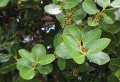 Acokanthera rotundata