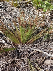 Elegia microcarpa