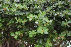 Acokanthera rotundata