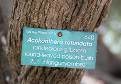 Acokanthera rotundata