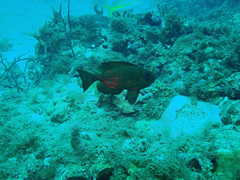 Priacanthus arenatus
