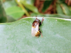 Microdon