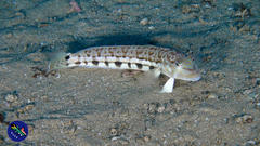 Parapercis robinsoni