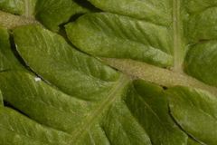 Pelazoneuron puberulum