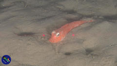 Chelidonichthys