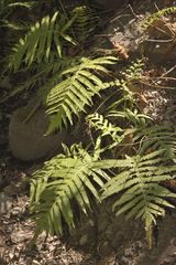 Pelazoneuron puberulum