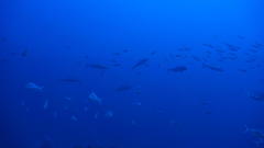 Chrysoblephus puniceus