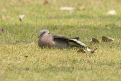 Streptopelia tranquebarica humilis