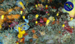 Halgerda dichromis