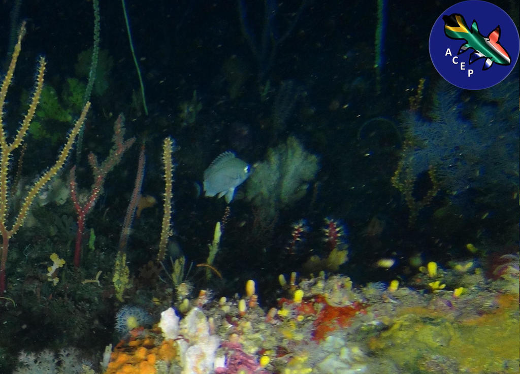 Woods' chromis (Chromis woodsi) — Pomacentridae
