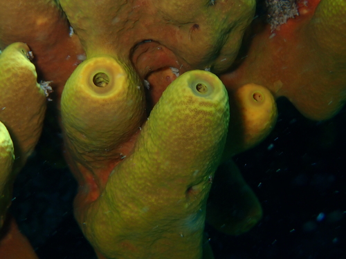 Photo of Yellow tube sponge (Aplysina aerophoba)