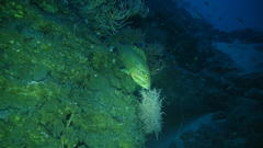 Epinephelus