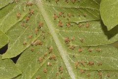 Pelazoneuron puberulum