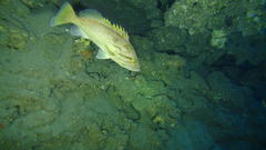 Epinephelus