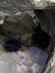 Echinometra lucunter