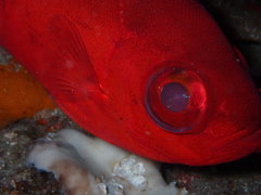 Heteropriacanthus fulgens
