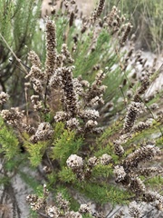 Microdon capitatus
