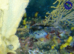 Halgerda dichromis