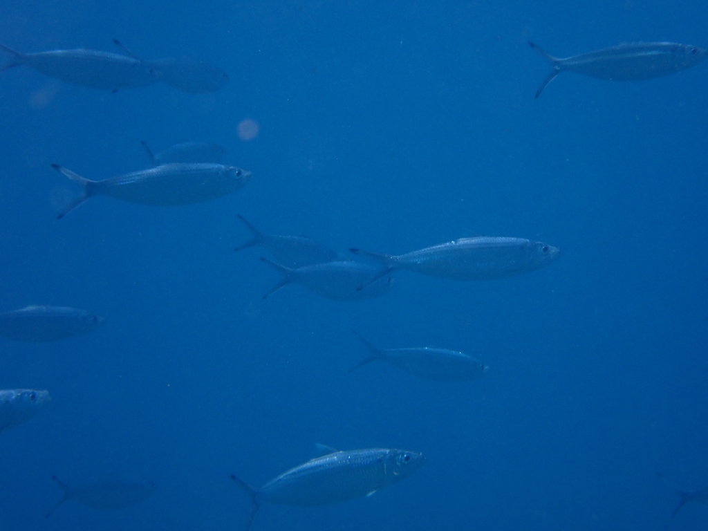 Madeiran sardinella (Sardinella maderensis) — Clupeidae