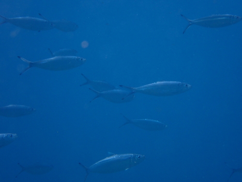 Madeiran sardinella (Sardinella maderensis) — Clupeidae