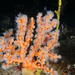 Arborescent Sun Corals - Photo (c) rov_ryan, some rights reserved (CC BY-NC)